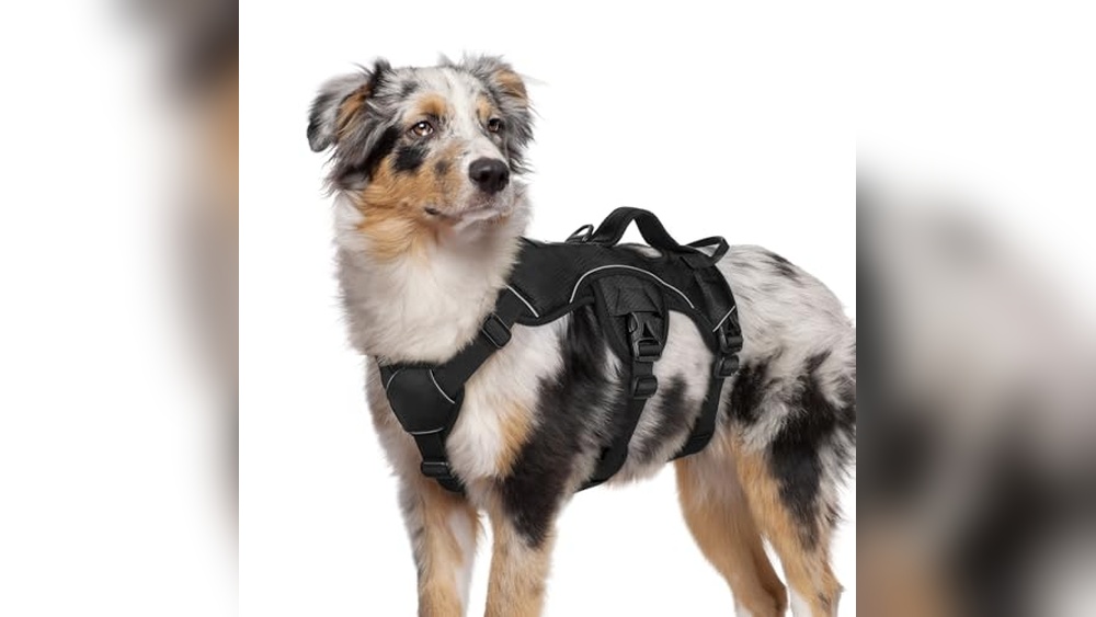 Best Harness For Dogs That Slip Out