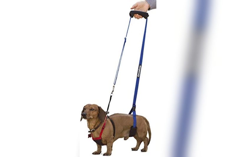 Best Harness For Dogs With IVDD: Support & Comfort Guide