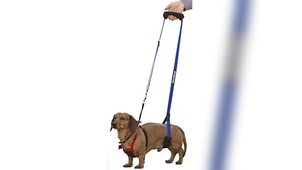 Best Harness For Dogs With Ivdd