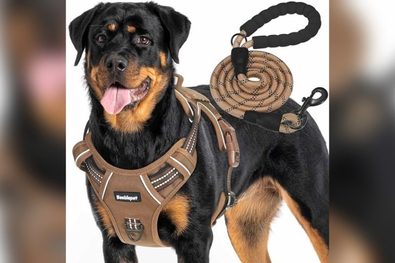 Best Harness For Giant Breed Dogs: Top Picks & Honest Review