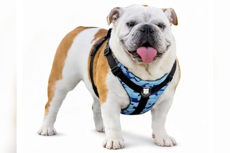 Best Harness For Olde English Bulldog: Top Picks & Reviews 2024