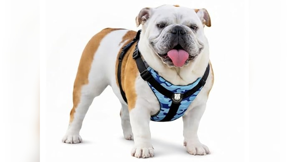 Best Harness For Olde English Bulldog