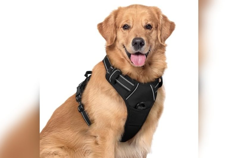 Best Harness For Strong Dogs That Pull: Top Picks Reviewed