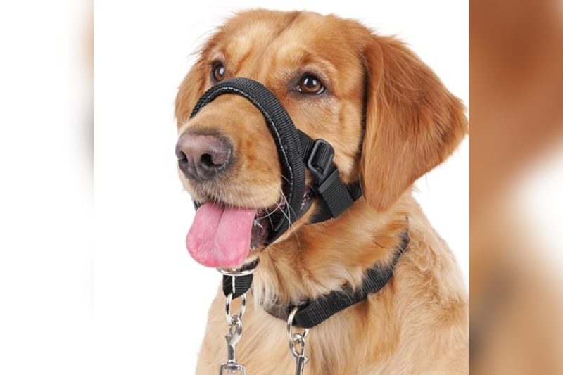 Best Head Collar For Reactive Dog: Top Picks & Honest Reviews