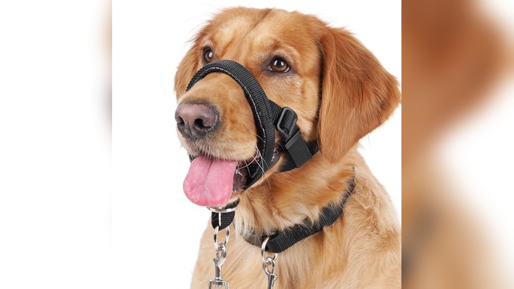 Best Head Collar For Reactive Dog