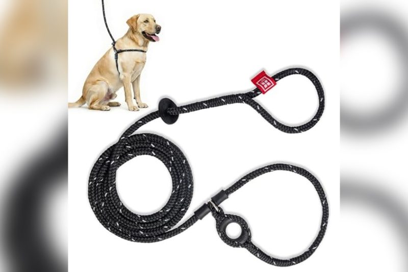 Best Leash To Stop Dog From Pulling: Top Picks & Reviews