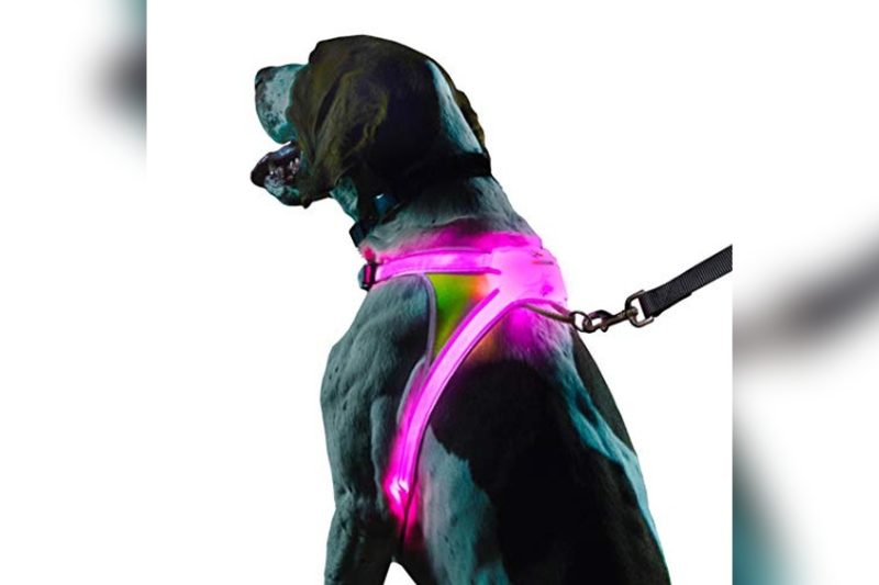 Best LED Dog Harness: Top Safe & Bright Picks Reviewed 2024