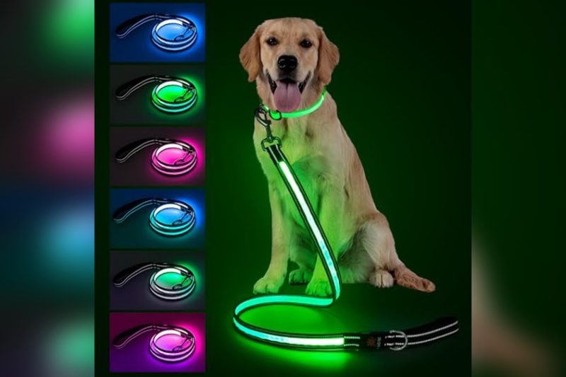 Best LED Dog Leash: Top Picks for Safe Night Walks