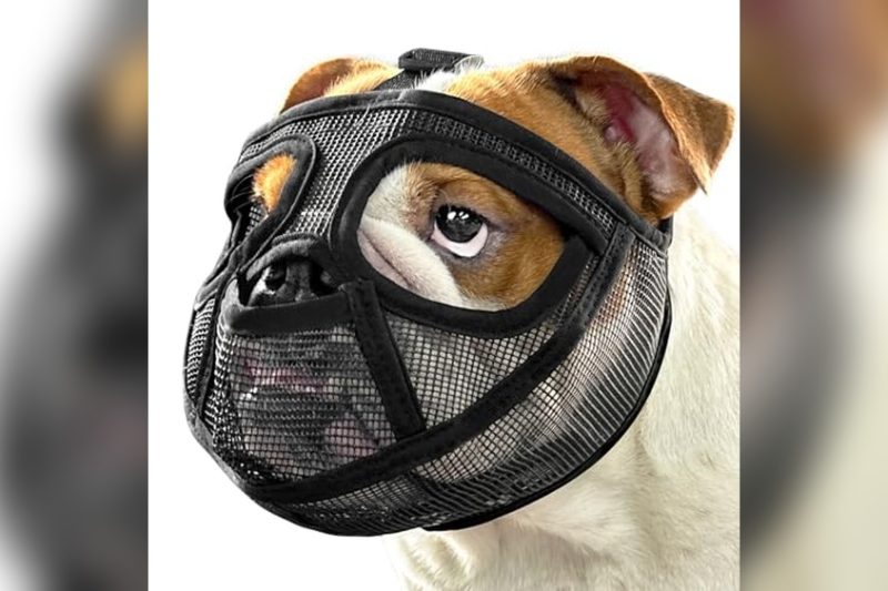 Best Muzzle For English Bulldog: Top Picks & Honest Reviews