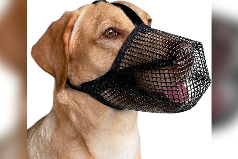 Best Muzzle To Stop Dog Eating Poop: Top Picks Reviewed