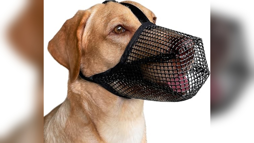 Best Muzzle To Stop Dog Eating Poop