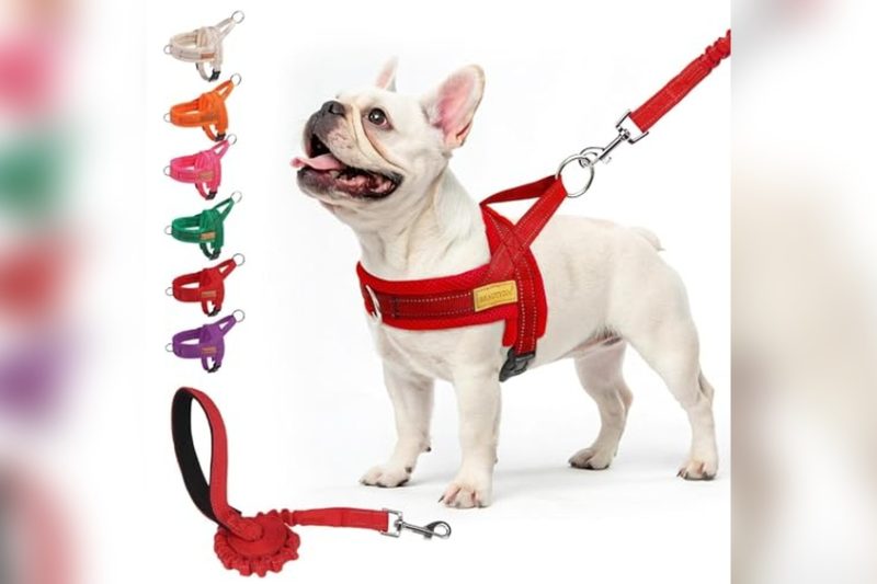 Best No Pull Harness For French Bulldog: Top Picks & Reviews
