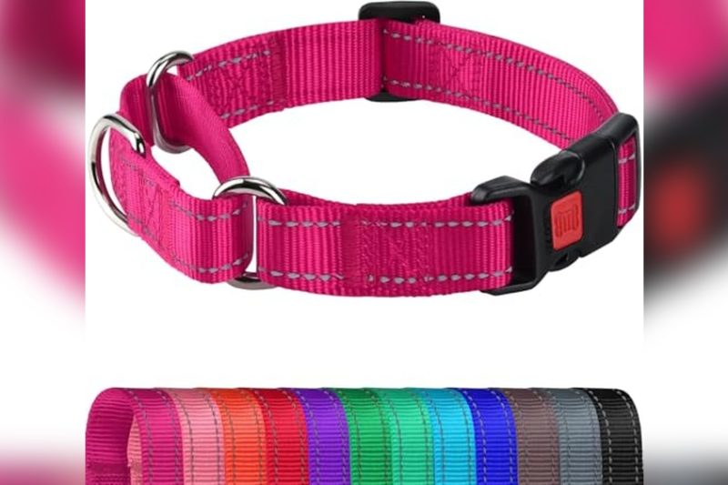 Best No Slip Dog Collar: Top Picks for Safe, Secure Walks