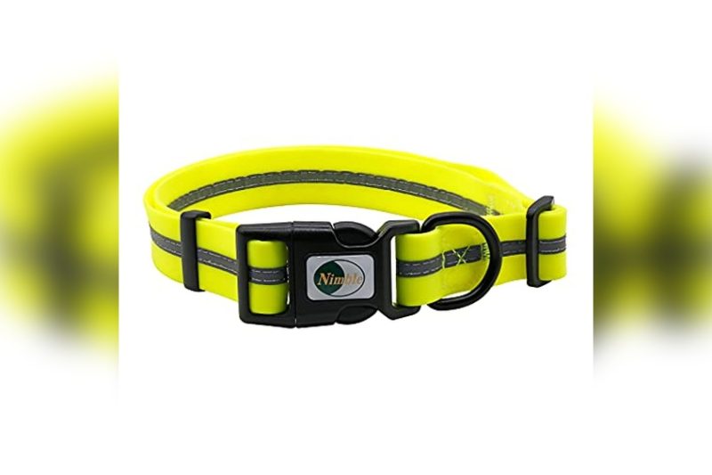 Best No Stink Dog Collars: Top Picks for Odor-Free Pets