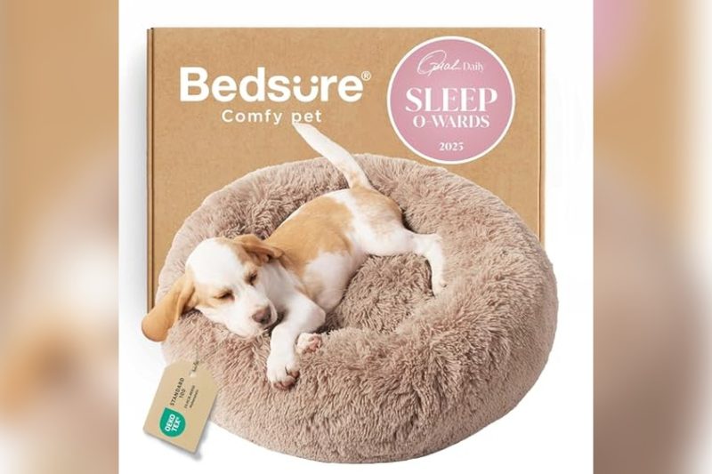 Best Puppy Dog Bed Reviews: Top Cozy Picks for Your Pup