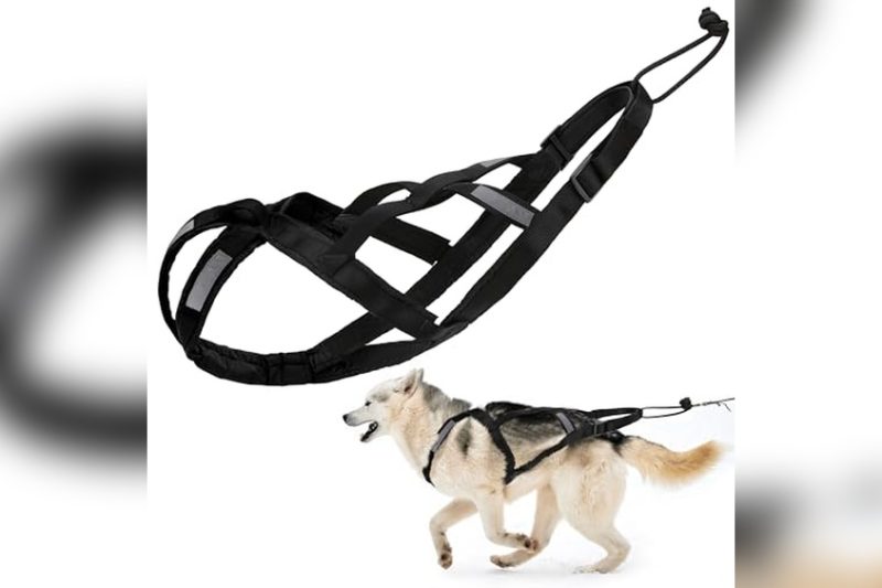 Best Skijoring Dog Harness: Top Picks for Comfort & Control
