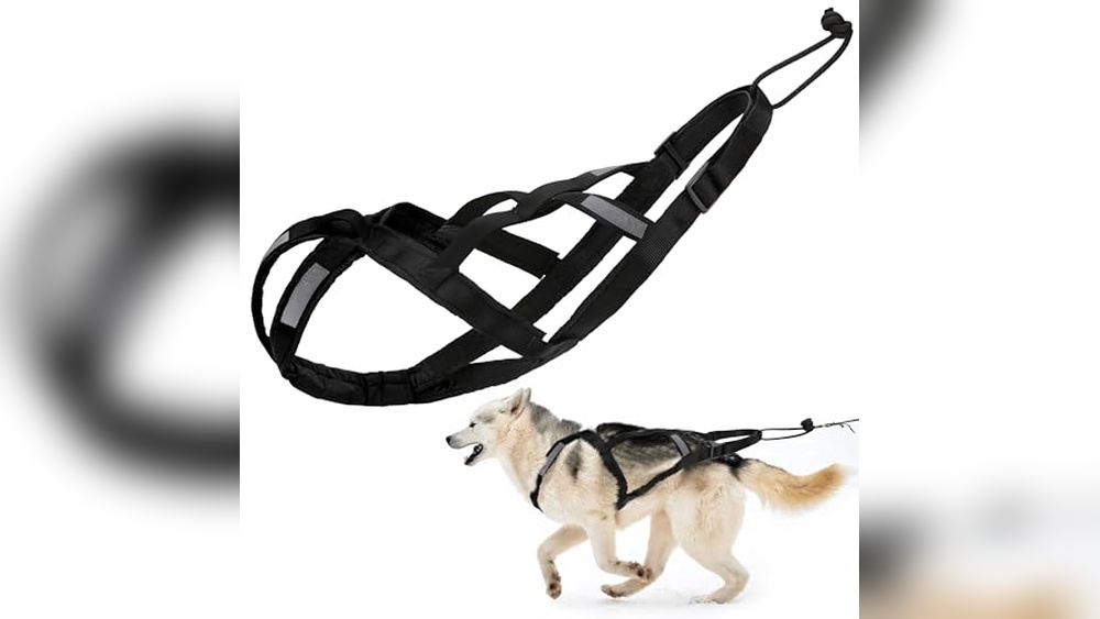 Best Skijoring Dog Harness