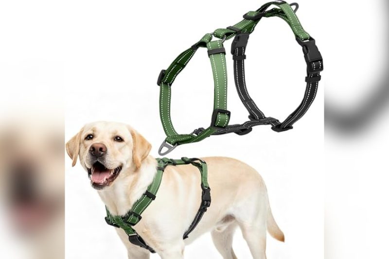 Best Y Shaped Dog Harness: Top Picks for Comfort & Control