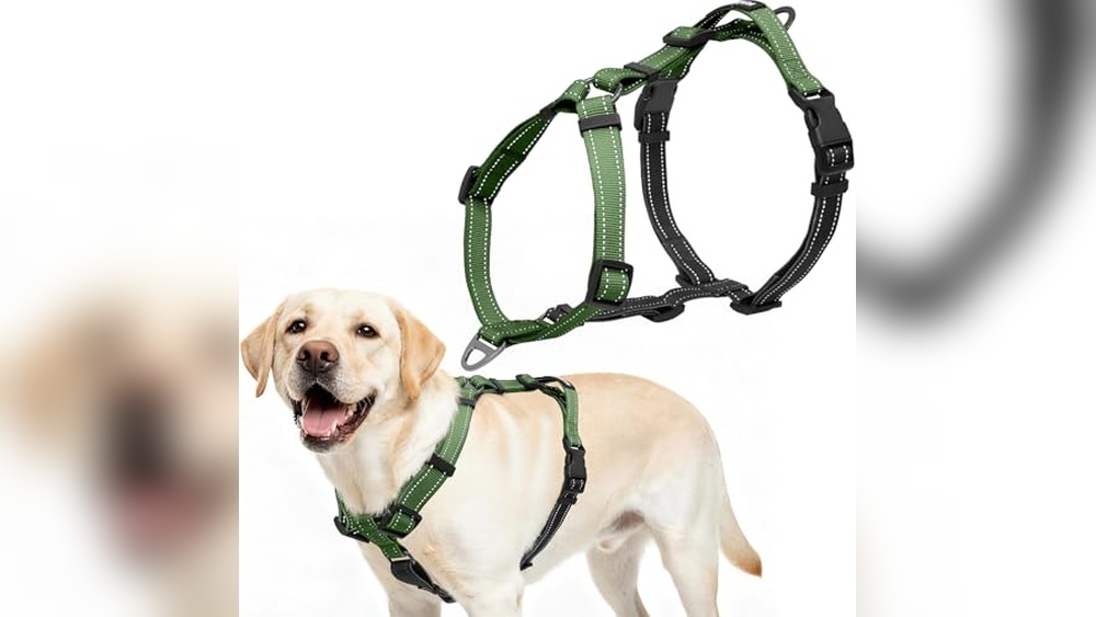 Best Y Shaped Dog Harness
