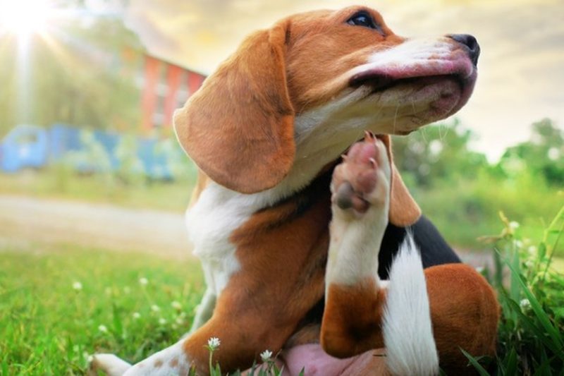 How Do Dogs Get Fleas: 5 Surprising Places Critters Hide
