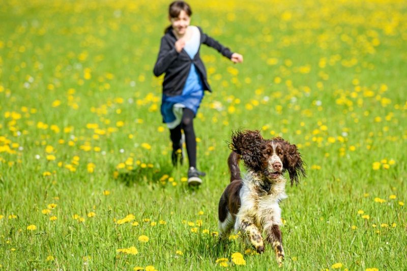 How Do I Stop My Dog Running Off? A Behaviorist’s Top Secret
