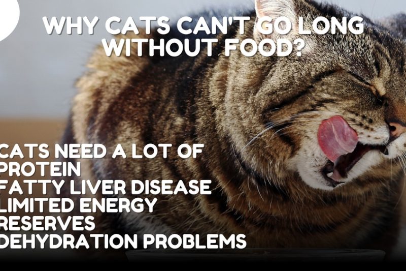 How Long Can Cats Go Without Food: Vital Facts Every Owner Should Know