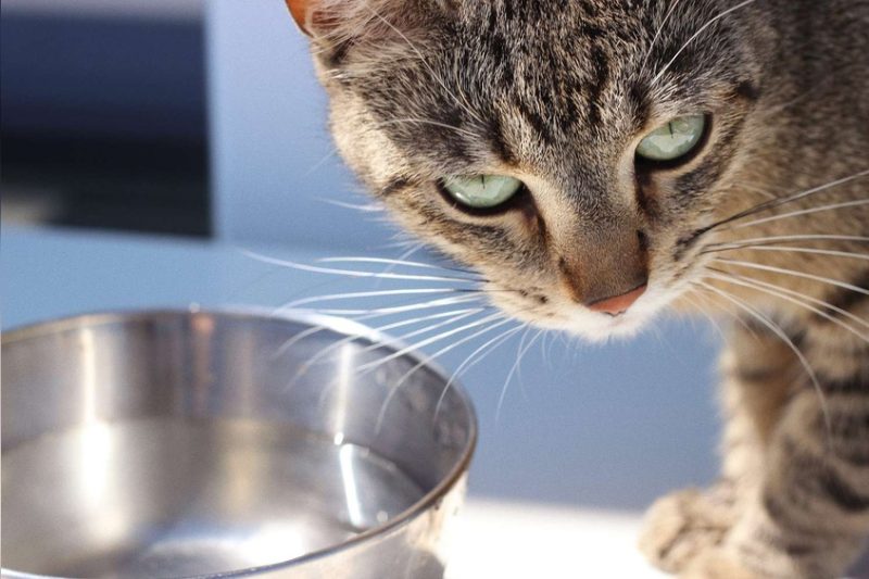 How Long Can Cats Go Without Water: Essential Survival Facts