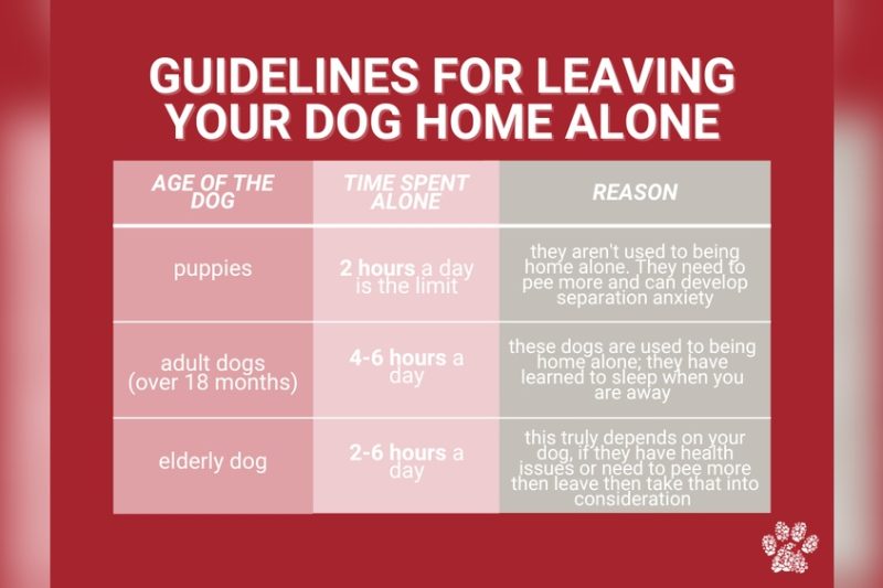 How Long Can You Leave A Dog Alone: Safe Time Limits Explained