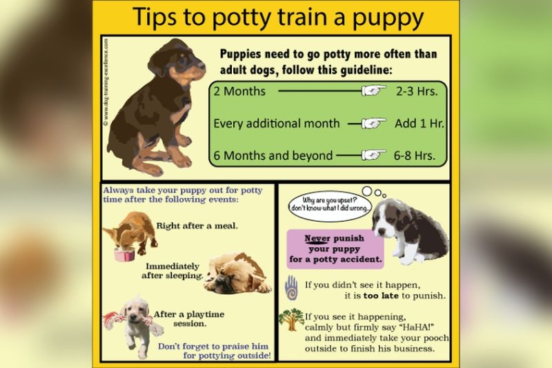 How Long Does It Take To Potty Train A Dog: Expert Timeline