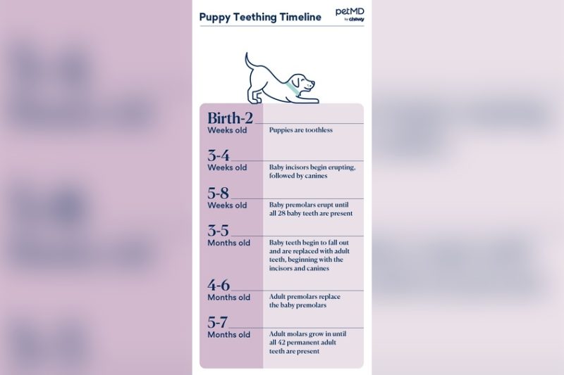 How Long Does Puppy Teething Last? Tips to Soothe Your Pup