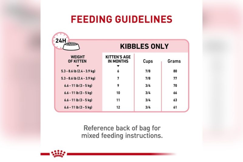 How Much Food Should A Kitten Eat: Essential Feeding Guide