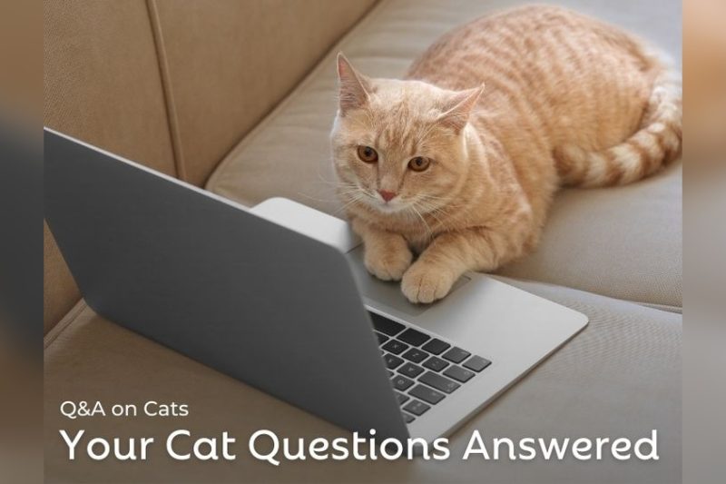 How Much Should I Feed My Cat A Vet Answers Your Top Questions