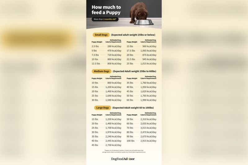 How Much Should I Feed My Puppy A Vets Guide to Perfect Portions
