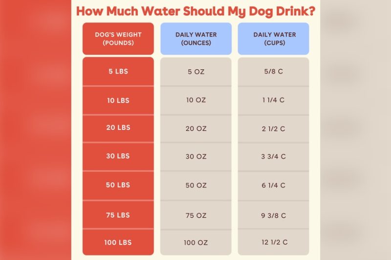 How Much Water Should My Dog Drink? Essential Hydration Guide