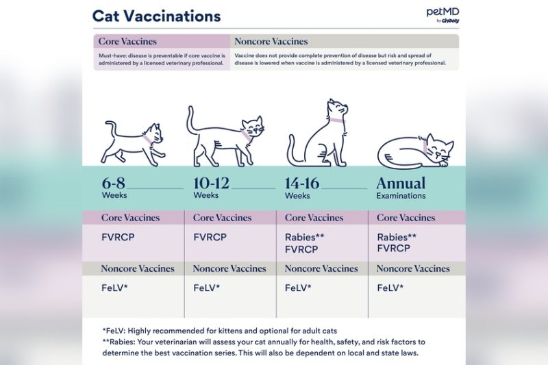 How Often Do Cats Need Rabies Shots: Essential Vaccination Guide