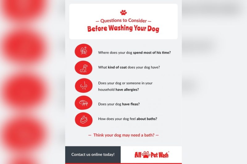 How Often Should I Bathe My Dog: Expert Tips for Healthy Pets