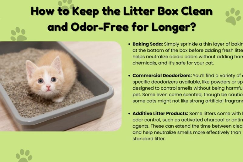 How Often To Change Cat Litter: Essential Tips for a Fresh Home