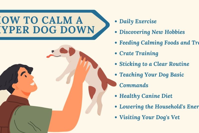 How To Calm Down A Hyper Dog: Proven Tips for Instant Relief