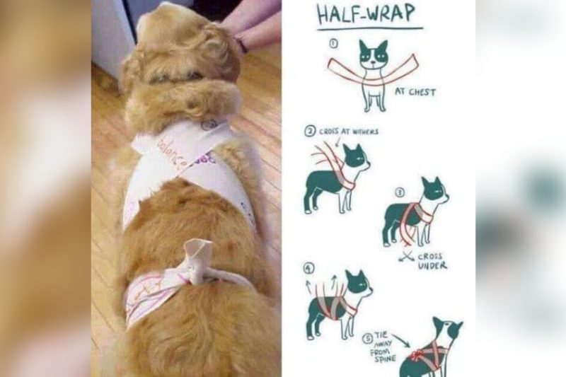 How To Calm Your Dog During Fireworks: Expert Tips That Work