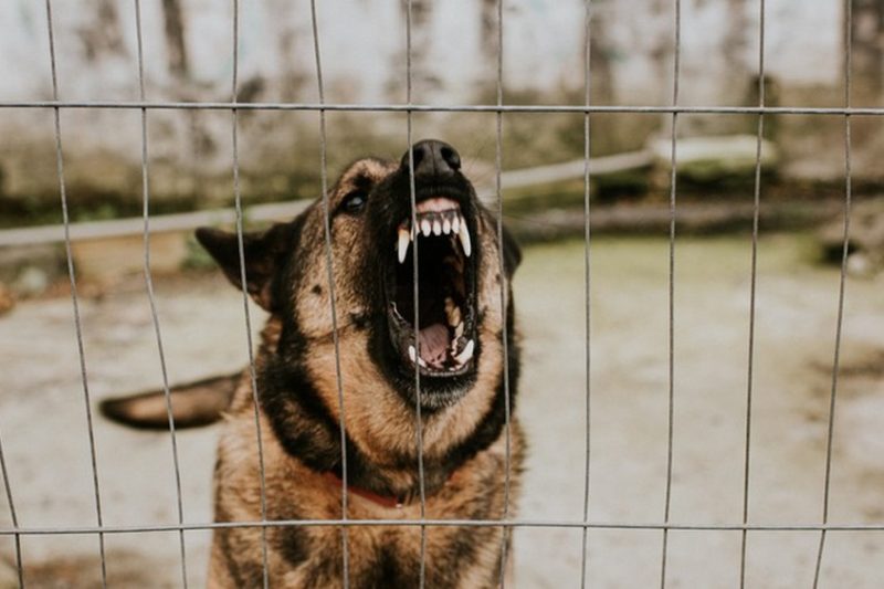 How To Deal With An Aggressive Rescue Dog: Vet-Approved Tips