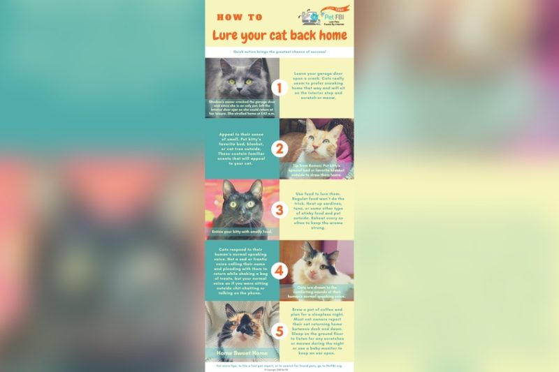How To Find A Lost Cat: Proven Strategies That Work Fast