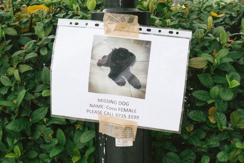 How To Find A Lost Dog: 10 Steps To Recovering Your Canine