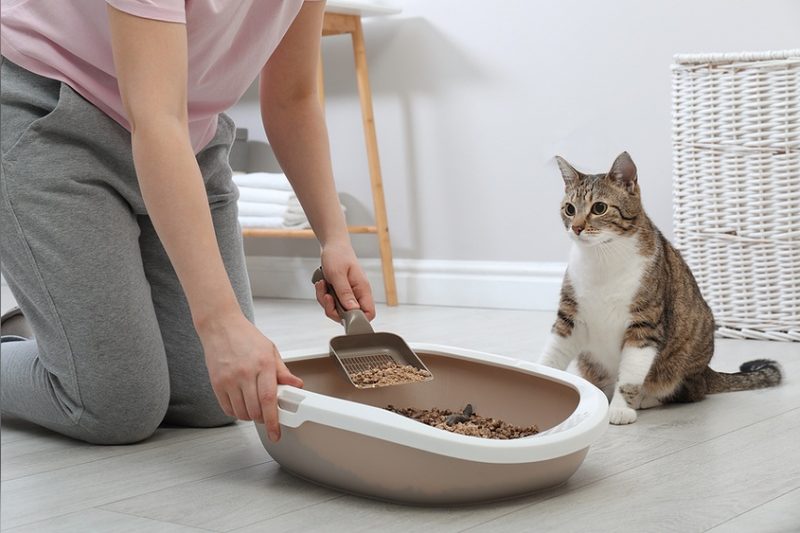 How To Get A Cat To Use A Litter Box: Proven Tips That Work