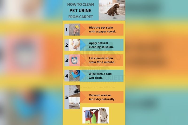 How To Get Dog Pee Out Of The Carpet And Floors: Ultimate Guide