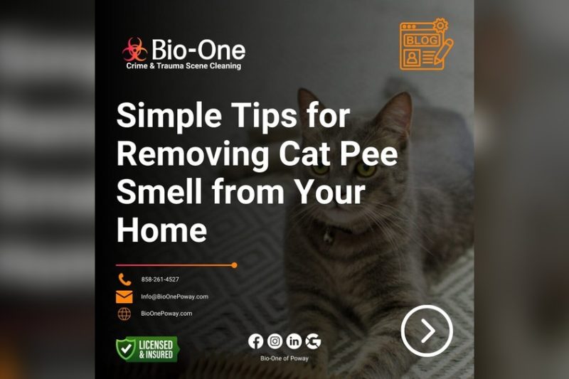 How To Get Rid Of Cat Pee Smell Around The Home Fast and Easily