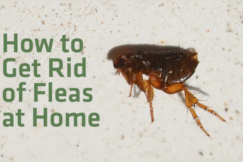 How To Get Rid Of Fleas: Proven Methods for a Pest-Free Home