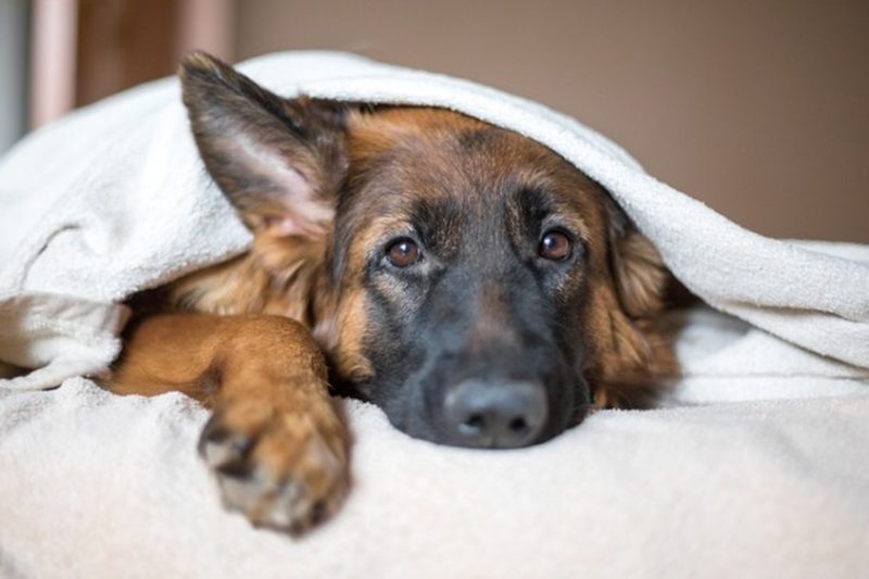 How To Help A Dog With Diarrhoea: 5 Tips for Perfect Poop