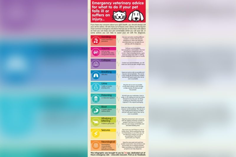 How To Identify A Pet Emergency: Vet Advice on When to Call