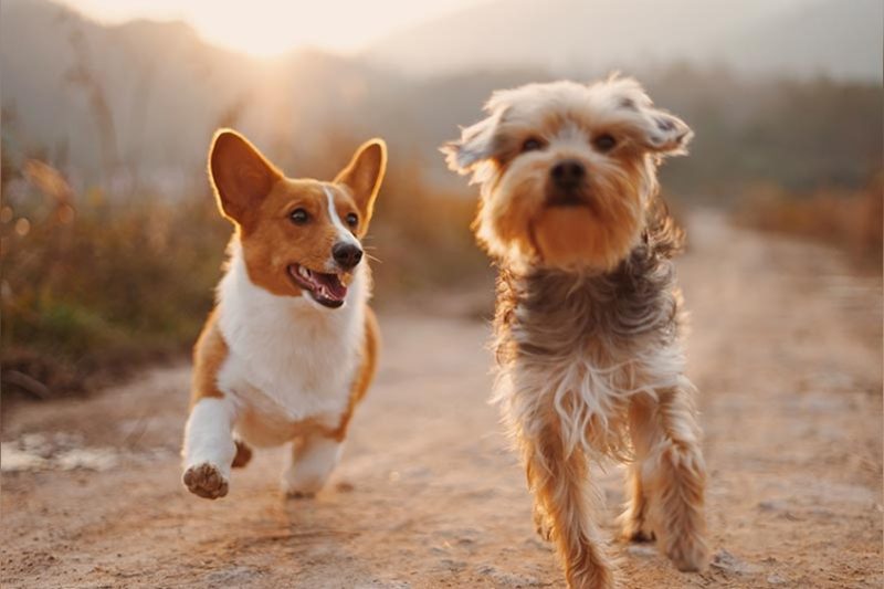How To Introduce A New Dog To Your Home And Other Pets: Expert Tips