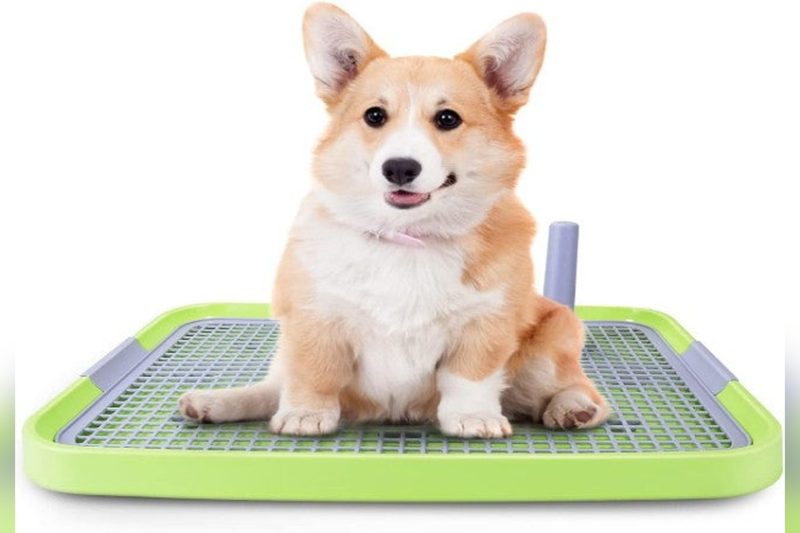 How To Potty Train A Puppy A Vets Guide: Expert Tips